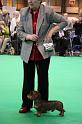 Crufts2011_2 522